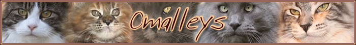 omalleys Logo